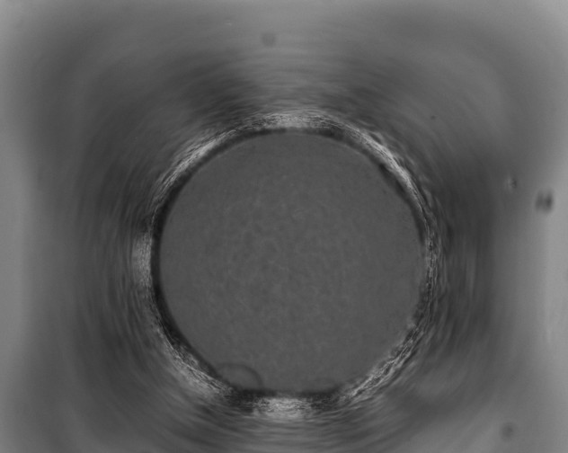 X0000100850154200806271144