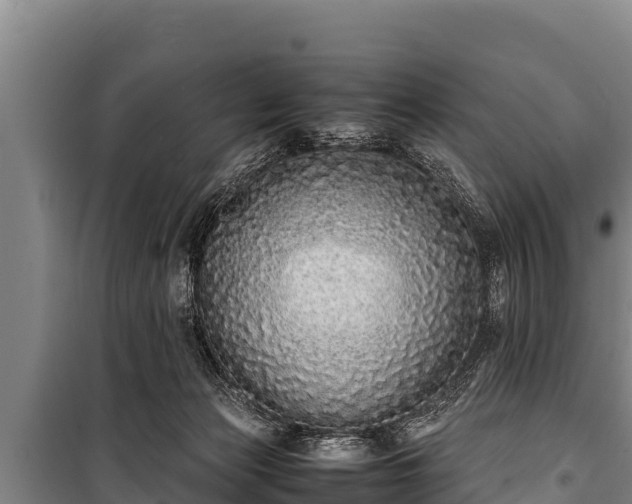 X0000100850173200806271144