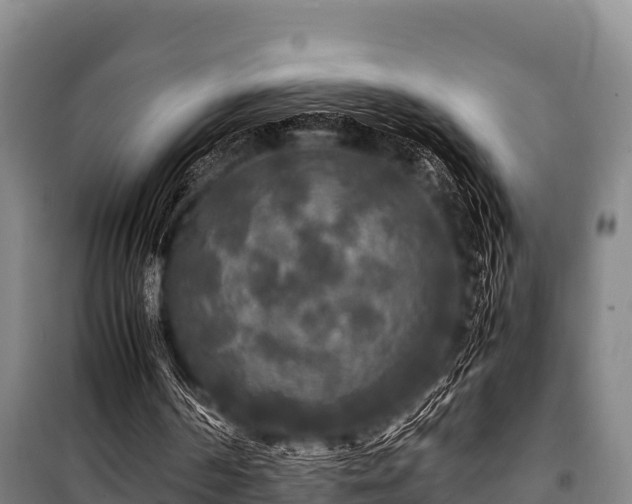 X0000100850194200806271144