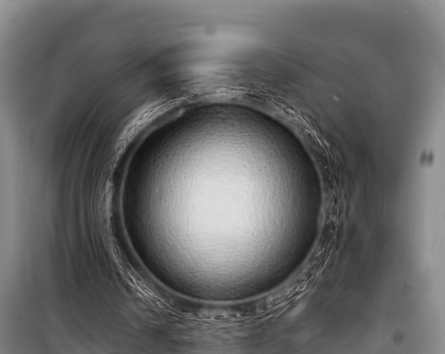 X0000100850242200806271142