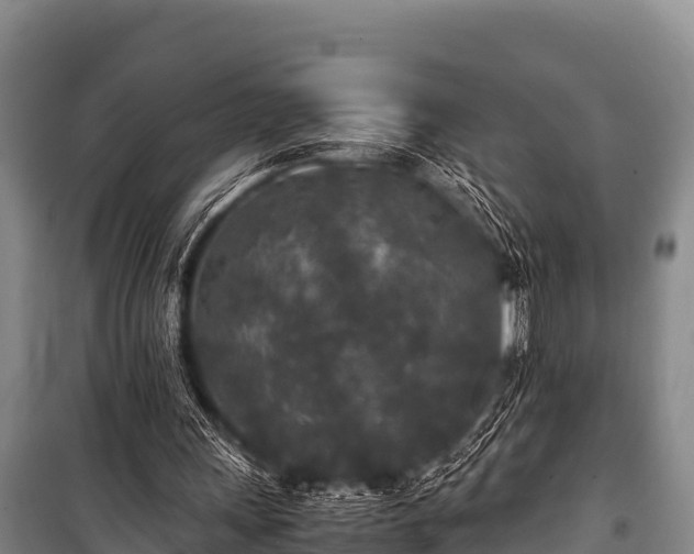 X0000100850243200806271142