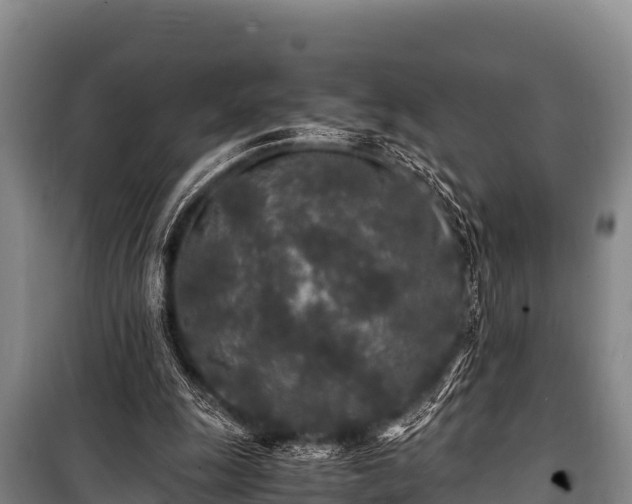 X0000100850247200806271142