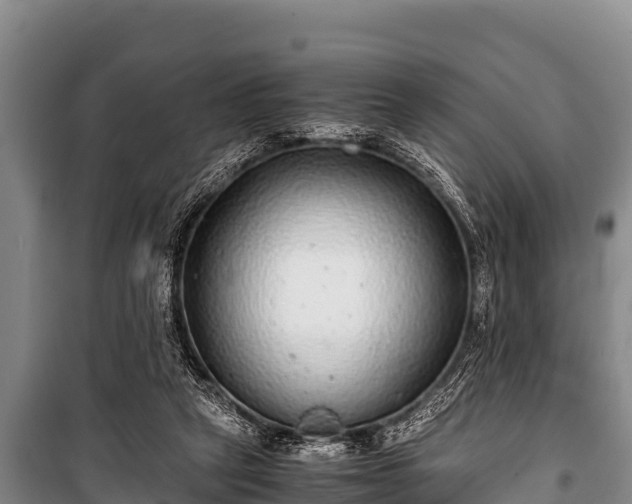 X0000100850257200806271142