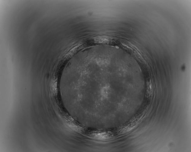 X0000100850267200806271142