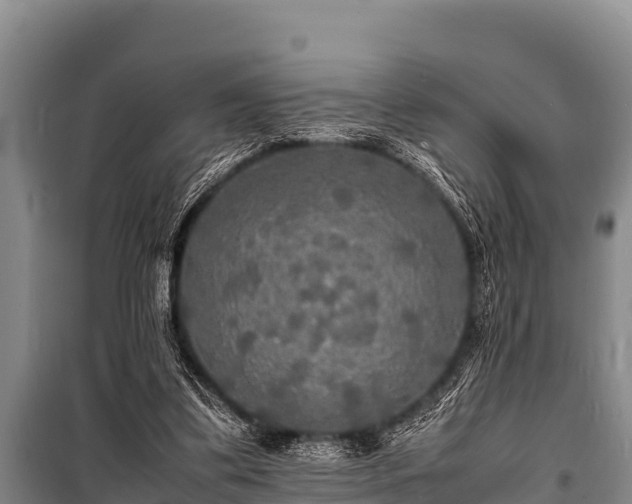 X0000100850299200806271142