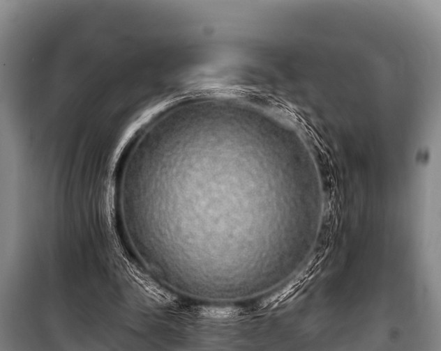 X0000100850342200806271140