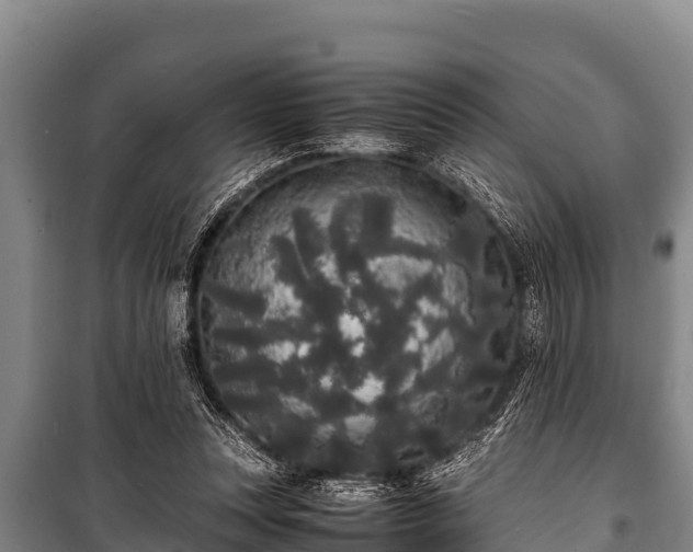 X0000100850351200806271141