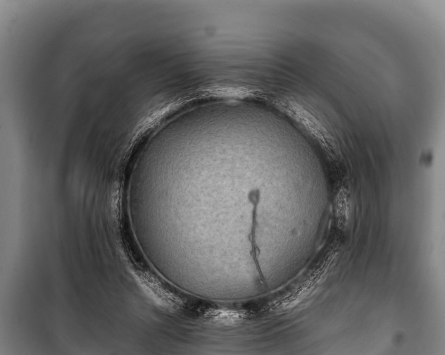 X0000100850352200806271141