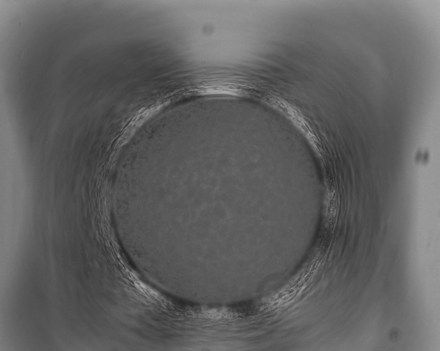 X0000100850385200806271140