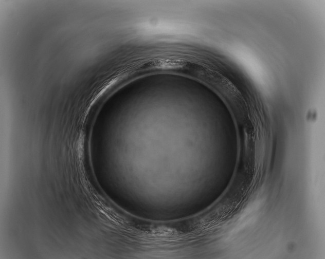 X0000100850387200806271140