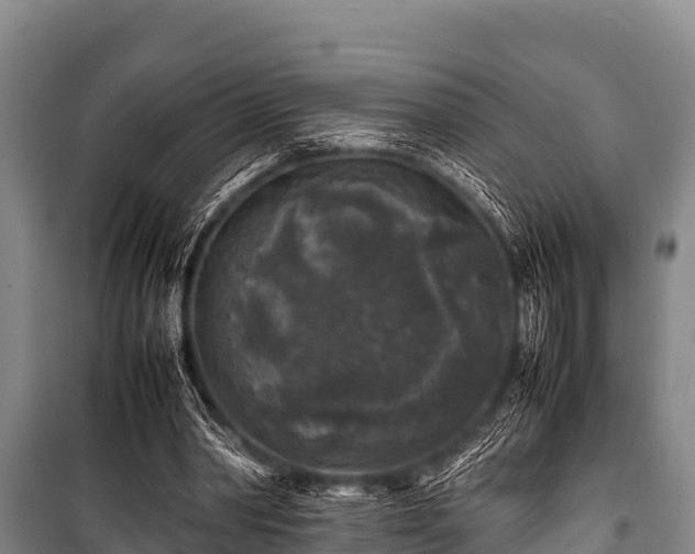 X0000100850390200806271140