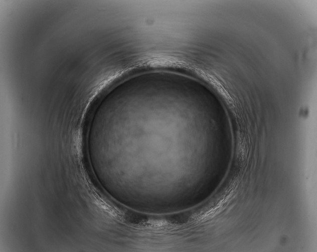 X0000100850391200806271140