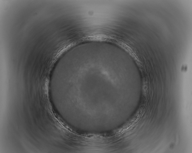 X0000100850434200806271139