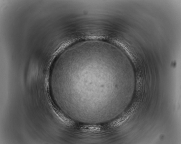 X0000100850443200806271139