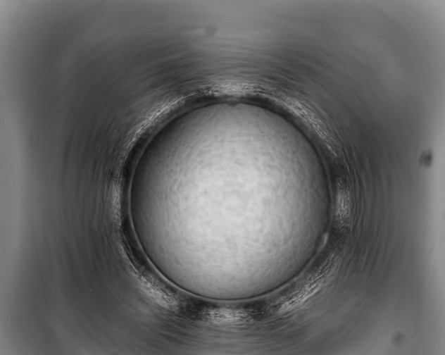 X0000100850444200806271139