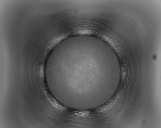 X0000100850447200806271139