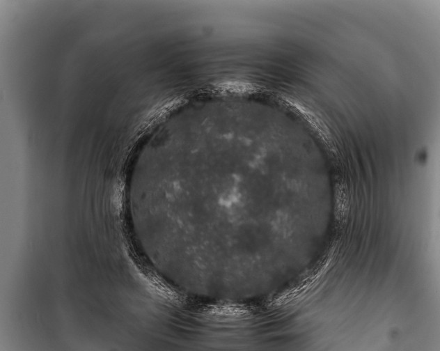 X0000100850451200806271139