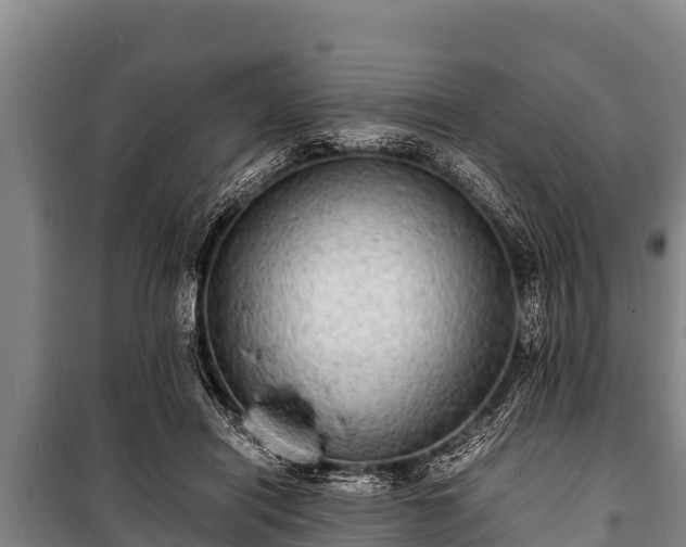 X0000100850454200806271139