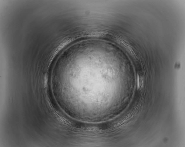 X0000100850483200806271139