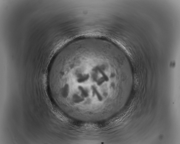 X0000100850487200806271139