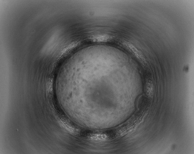 X0000100850543200806271138