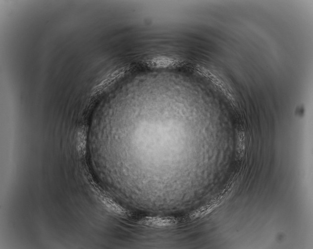 X0000100850545200806271138