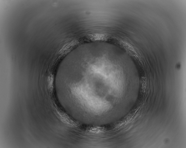 X0000100850550200806271138