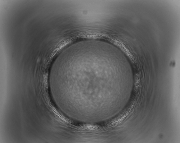 X0000100850585200806271137