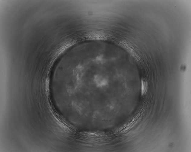 X0000100850627200806271136