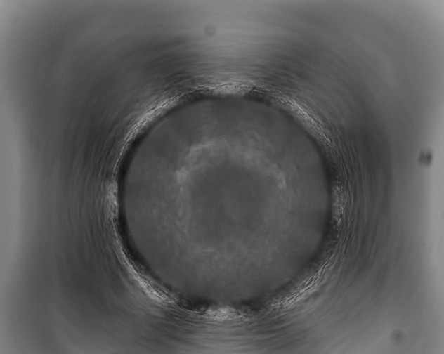 X0000100850634200806271136