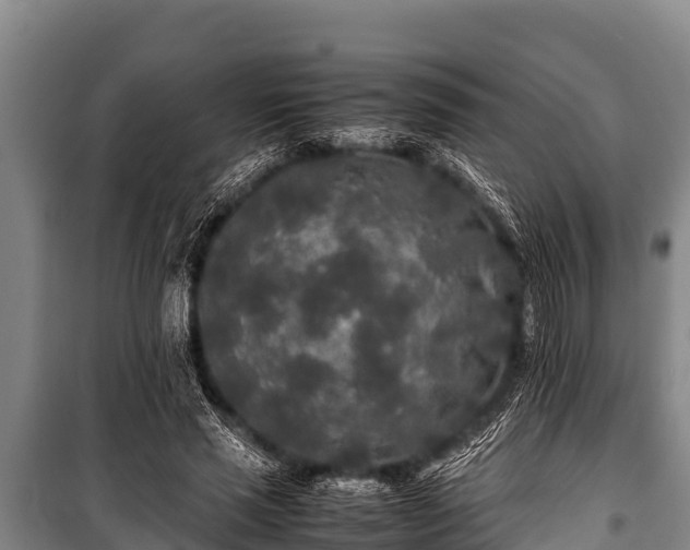 X0000100850637200806271136