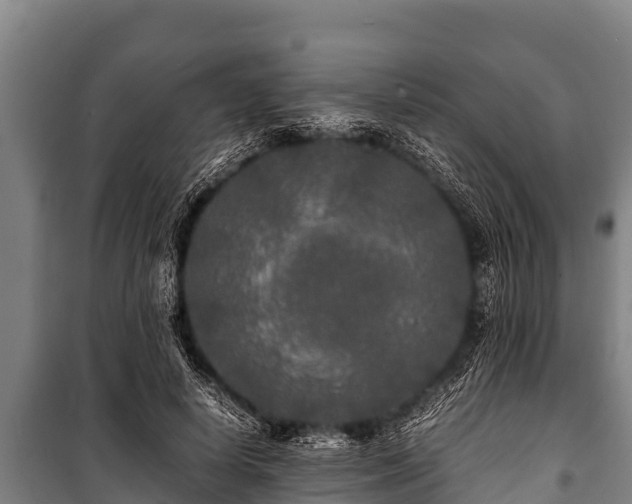 X0000100850642200806271136