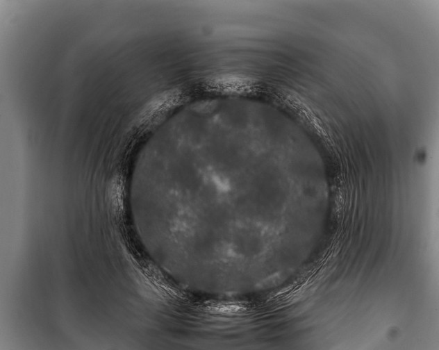 X0000100850643200806271136