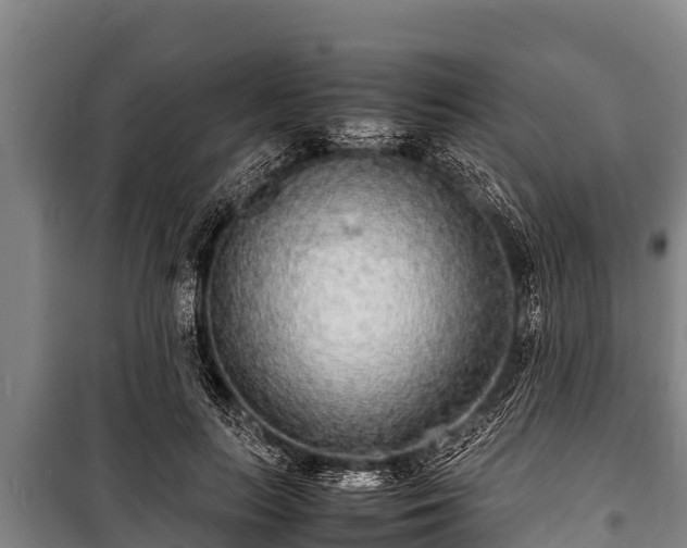 X0000100850647200806271136