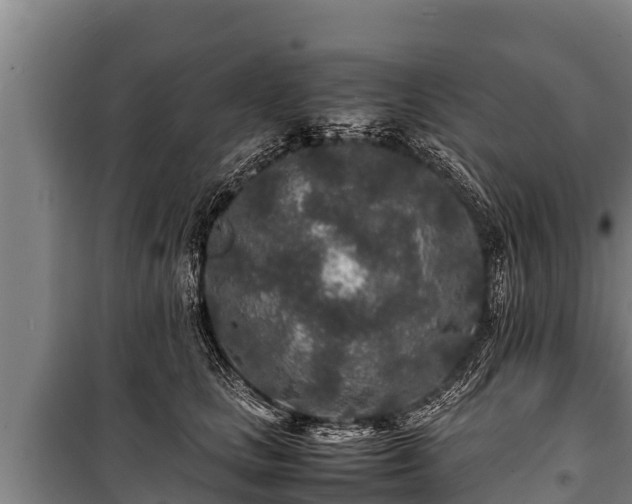 X0000100850661200806271137