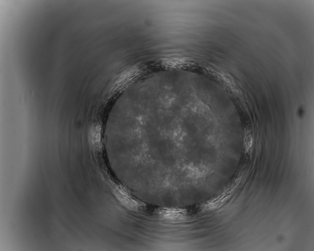 X0000100850670200806271137