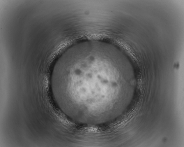 X0000100850687200806271136