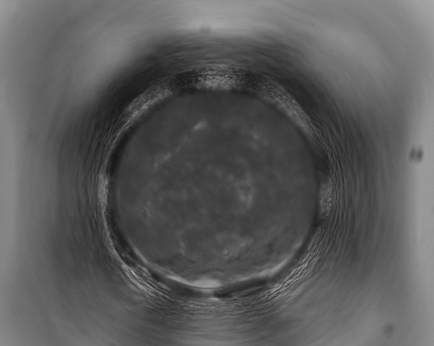 X0000100850722200806271135