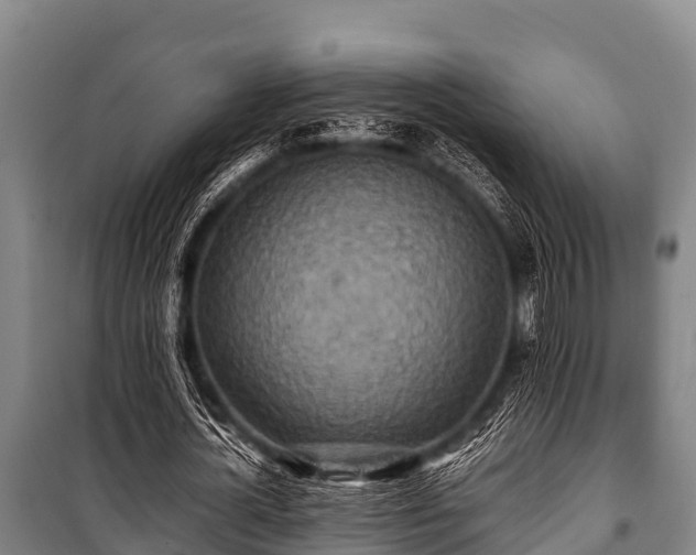 X0000100850724200806271135