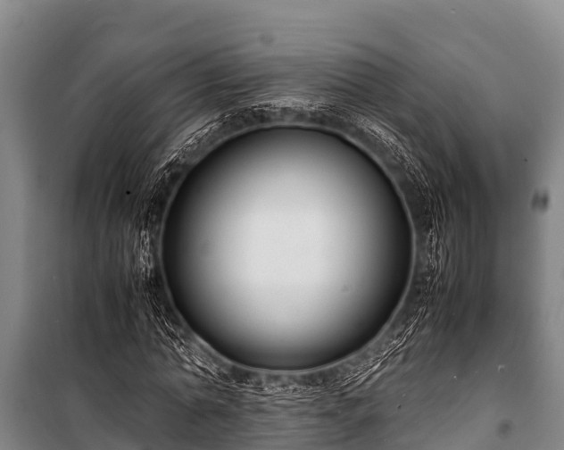 X0000100850774200806271135