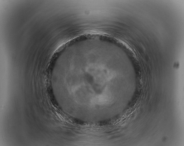 X0000100850775200806271135