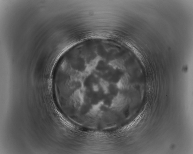 X0000100850779200806271135