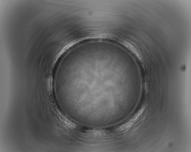 X0000100850781200806271135