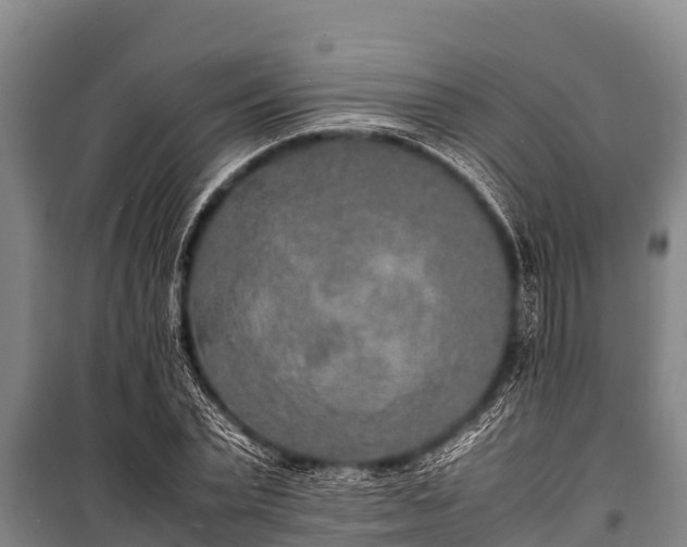 X0000100850783200806271135