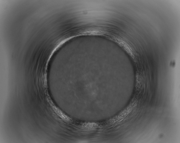 X0000100850784200806271134