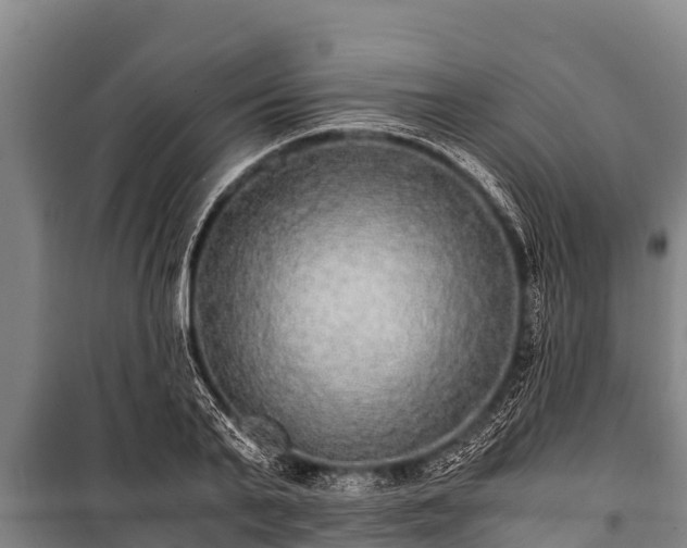 X0000100850791200806271134