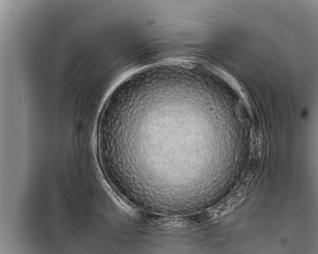 X0000100850811200806271134