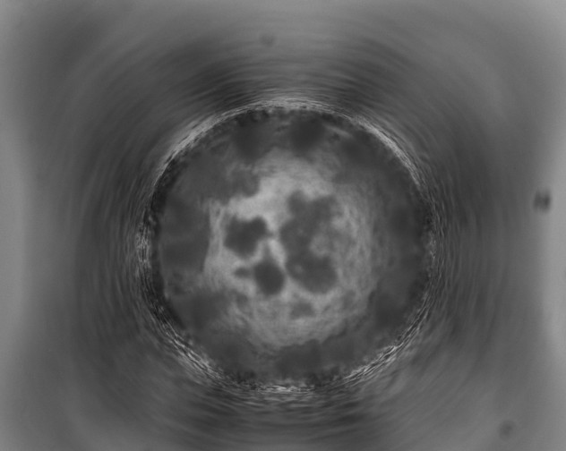 X0000100850823200806271133