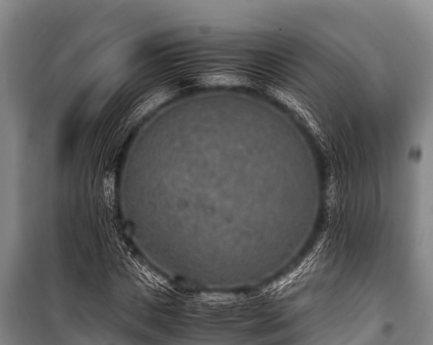 X0000100850825200806271133