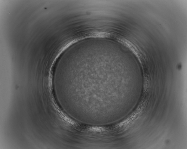 X0000100850835200806271134